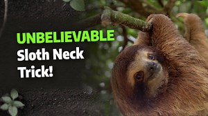6 Facts That Prove Sloths Are Anything But Boring