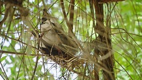 Sri Lanka Ceylon Wood Pigeon with Twig in Its Beak Builds a Nest. Wild Doves Family Building a Nest for Eggs and Stock Footage - Video of leaves, female: 293676598