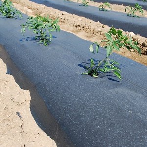 [Hot Item] White/Black/Silver Perforated Plastic UV Protection Plastic Mulch Film