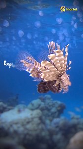 2.2K views | Discover the magic beneath the waves at Inorbit Mall, Vadodara!  Our undersea wonderland awaits, promising endless fun and adventure for all!﫶✨ . . . #inorbitmalll #vadodara #sea #underwaterworld #comingsoon | Inorbit Vadodara | Facebook