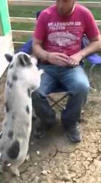 Intact Female Mini Pig Behavior