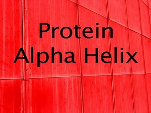 Protein alpha helix