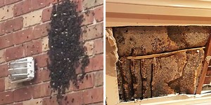 A woman in Australia just discovered a 30 kg beehive hidden in her bedroom wall