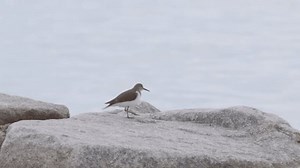Bécasseau commun oiseau pataugeant dans le : vidéo de stock (100 % libre de droit) 3949828101 | Shutterstock