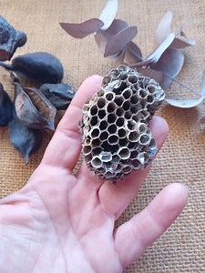 Paper Wasp Nest, Real Wasp Hive - Etsy Australia