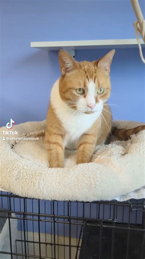 Making Biscuits is hard work. We have some of the most dedicate biscuit makers on the planet! | All 4 Animals Rescue Inc.