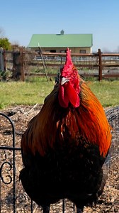 I love hearing a rooster crow! I don’t have this gorgeous beast any longer as I he was one too many roosters. He is a Black Copper Maran and I hatched him from a shipped hatching egg. Ivory, as I called him, is the father of five beautiful hens that still reside here and they are really pumping out the dark brown eggs! #roosters #blackcoppermaran #blackcoppermarans #backyardchicken #backyardchickensofinstagram #backyardchickenslife #crazychickenlady #addictedtochickens #lovemybirds #chickenlife 