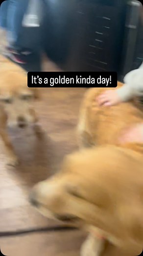 Happy to come, happy to leave! #golden #goldenretriever #daycare #fun #sunshine | South Paw Canine Country Club - Vero Beach, Florida