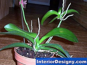 Jardin: Comment Transplanter Une Plante De Tulipe D'Un Pot - 2026 | Fr.Interior-Designy.com