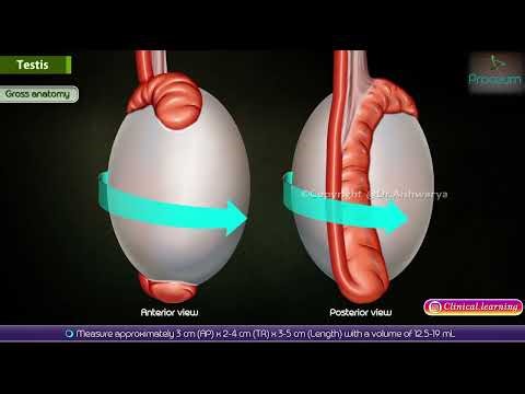 Anatomy of Testis Animation: Coverings, Arterial supply, Venous and Lymphatic drainage, Innervation