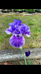 2.3K views · 337 reactions | Beautiful purple bearded iris #beauty #garden #flowers | DIY Garden Ideas | Facebook