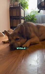 1.5K views · 43 reactions | Kup książkę i kubeczki w przedsprzedaży:...