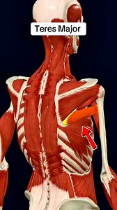 Teres major #muscle #anatomy 💪🏋️‍♀️ | Dr. Ishtiaque Arafat