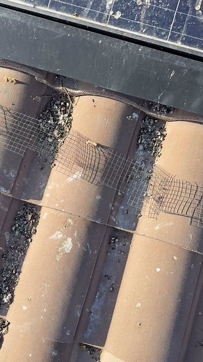 Pigeon eviction/Arizona shinin solar install maricopa AZ | Jesse Sanchez