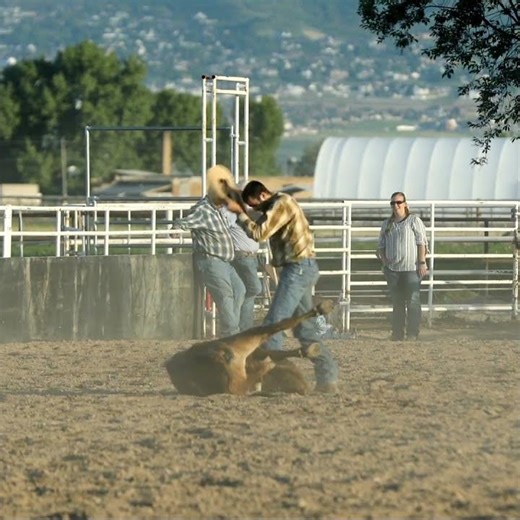Steer Wrestling Rodeo Cowboy #rodeo #cowboys #danger