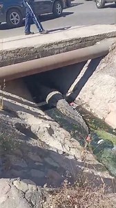 GIGANTE COCODRILO FRENTE A PLAZA CARACOL EN Puerto Vallarta Video Pilo Flores | Primero Noticias | Facebook