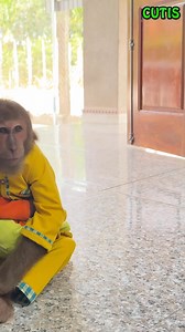 Monkeys Enjoy the Cool Breeze from the Fan on a Hot Day . . #monkey #monkeys #monkeydluffy #monkeybusiness #monkeyforest #monkeybars #monkeynapkin #monkey47 #monkeylove #monkeytemple #monkeyingaround #monkeyisland #MonkeyKing #Monkeybeach #monkeyyear #monkeyhaircut #monkeybread #monkeyshoulder #monkeyseemonkeydo #monkeybar #monkeymind #monkeypose #MonkeyFace #monkeyman #monkeytime #monkeyfist #monkeygirl #monkeyforestubud #monkeysofinstagram #monkeypod #monkeybibi #monkeykaka #monkey2026 | Monke