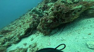 Lobster season ends this month, only three more weeks to go. Go get yours! Call the shop to schedule a dive, 561-745-7807. #lobster #lobstering #spinylobster #underwaterhunter #jupiterdivecenter | Jupiter Dive Center