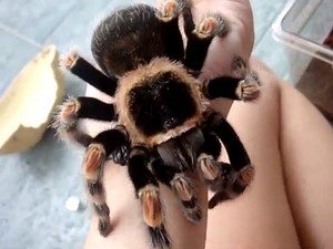 Mexican Redknee Tarantula Facts For Kids & Adults: Pictures, Information & Video