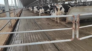 [Hot Item] 3 Axles Anticorrosive Galvanized Dairy Farm Manure Scraper