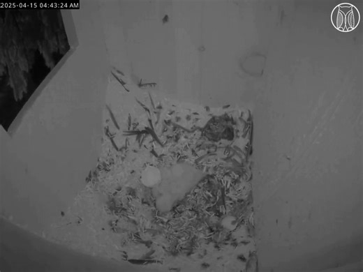 Today we're welcoming the second Barred Owl chick! In last night's footage, you can see the egg start to hatch as the first chick chirps loudly, seeming to rally its sibling while it chips away at the egg's interior. Watch Betty (female), Maverick (male), and their offspring as they continue their nesting journey: https://www.schlitzaudubon.org/raptors/barred-owl-nest-box-cam/ | Schlitz Audubon Nature Center