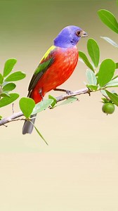 Rainbow colors are very beautiful 💚❤️️ #birds #animals #wildlife #bird #nature #beautifulbirds #amazingvideo #birdlovers | Beautiful Birds
