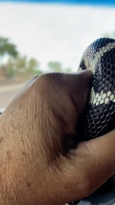 Improvising on a Monday morning! #az #snakes #vistanciaaz | The Rattlesnake Defense Co.