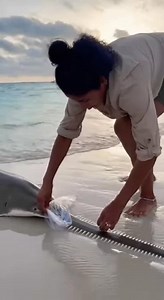 206K views · 248 reactions | Sawfish Rescue on the Beach See how a woman helps a sawfish escape from plastic on the shore. #fblifestyle #AI Generated using Kling AI . . . (For entertainment purposes only. Consult professionals if guidance on activities is presented. No brand affiliation is implied if any are shown. If inspired by true events, creative adaptations may be included. Content may include public footage.) | Fabiosa Australia | Facebook
