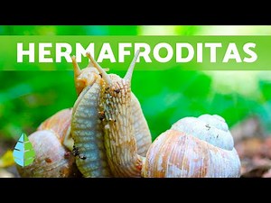 HERMAPHRODITE REPRODUCTION ANIMALS
