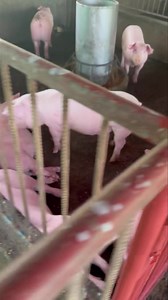 Fatteners 🐷🐷🐷🐖🐖🐖 | Jimson’s Piggery Farm