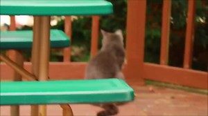 ന്യൂയോർക്കിലെ വീട്ടിൽ ഇന്ന് പറം കെട്ടി പുകയ്ത് ഉണക്കയിറച്ചിയും ഇടിയിറച്ചിയും ഉണ്ടാക്കി || VLOG | Mia Kitchen