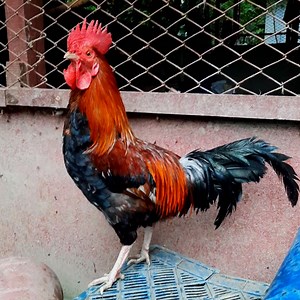 5K views · 216 reactions | Rooster Crowing Compilation #rooster #crowing #roostervideo #roostercrowing | BIRD 24 | Facebook