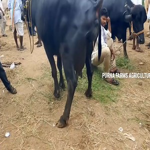 Buffalo giving birth a Calf | USA VTZ