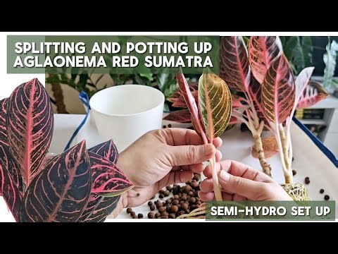 Aglaonema Red Sumatra in LECA