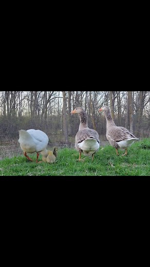 Preserving a Heritage: Pilgrim Geese at Tree Hug Farm At Tree Hug Farm, we’re proud to raise Pilgrim geese—a calm, friendly, and highly efficient heritage breed listed as threatened by The Livestock Conservancy. We operate a small, conservation-minded breeding program and are currently accepting pre-orders for goslings. We’re looking for buyers who are committed to breeding Pilgrims pure and helping ensure this rare breed thrives for future generations. Why Choose Pilgrims? 🪿Auto-sexing at hatc