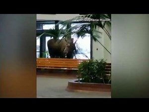 Moose wanders into hospital