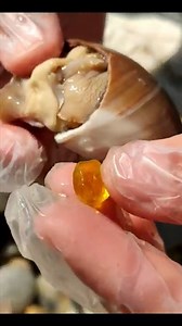Look at this incredible natural wonder! Found inside a large mollusk, this stunning translucent orange gem appears to be an exceptionally rare pearl. Nature truly holds spectacular secrets waiting to be discovered. What a find! #OceanTreasure #RarePearl #Gemstone #NatureIsAmazing #Discovery | SocialSphere Central