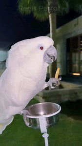 Adorable cockatoo 🤍 #birds #parrot #cute #viral #cockatoo | Reels Parrot