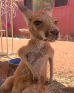 Scritchy scratch Maggie... Vid by @thekangaroosanctuary | The Black Jaguar-White Tiger Foundation
