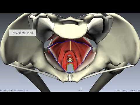 Pelvic Floor Part 1 - The Pelvic Diaphragm - 3D Anatomy Tutorial