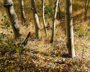 Aspen Tree Trunks - Etsy Canada