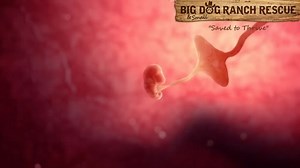 2K views · 42 reactions | Big Dog Ranch Rescue on Reels | Facebook