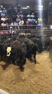 18 one raising steers, 90 days weaned, weighing 648, brought $151.00 | Oklahoma National Stockyards Company
