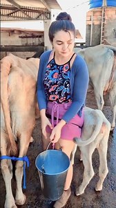 Evening Cow Milking Routine | Fresh Milk at Sunset 🐄🌅 #youtubeshorts #foryou#cowmilking#buffalomilk