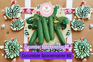 Cucumber Spacemaster 80 Seeds – 50 Seeds – Compact Bush Variety for Containers, Small Gardens & High Yield Harvests - Etsy