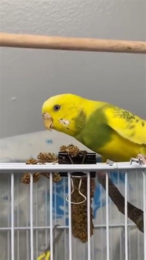 UPDATE: Bogey was adopted! ------------------------- Name: Bogey Animal ID: 592023 Sex: female Age: approx 1 year Breed: parakeet/budgie Bogey is a lovely female budgie looking to join another lonely bird or be part of a bigger flock. If you're interested to learn more about her, check out this link: adopt.spca.bc.ca/pets/745168 🐥 | BC SPCA Victoria