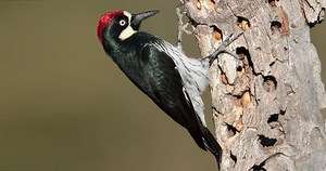 Acorn Woodpecker Photos and Videos for, All About Birds, Cornell Lab of Ornithology