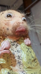 This lil guy gets cranky if he doesn’t get his favorite snack! #dapodtok | Da Pod God
