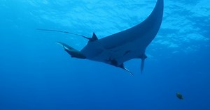 Manta Rays Revillagigedo Islands Mexico: Stockvideos & Filmmaterial (100 % lizenzfrei) 1046283664 | Shutterstock