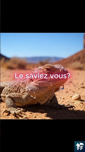 Diable cornu : il boit avec ses pattes 🦎💧